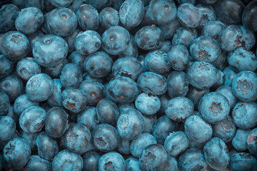 Canvas Print - Background from freshly picked blueberries and full frame filled with fruits