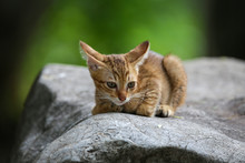 Striped Cat Is Sitting On The Big Rock With Green Blurred Backgrounds.