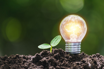 Light bulb with young plant  for saving money,financial,business or energy concept put on the soil in soft green nature background.