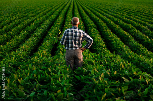 Fotomural Rear view of senior farmer standing in soybean field examining crop at sunset