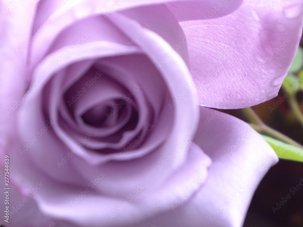 purple rose - obrazy, fototapety, plakaty 