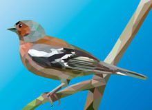 Isolated Vector Illustration Of A Male Common Chaffinch Bird. (Fringilla Coelebs). Cartoon Style.