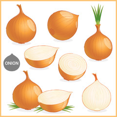 Wall Mural - Set of dried onion vegetable with green leaves in various cuts and styles in vector illustration format