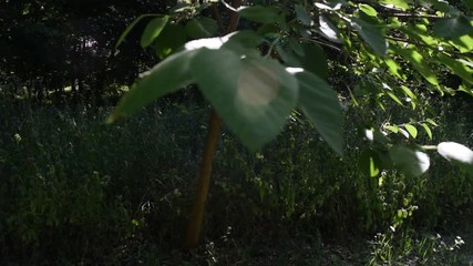 Wall Mural - Beautiful dark green leaves in the Park. Garden.