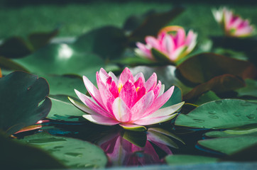 Wall Mural - beautiful pink lotus flower in pond. aquatic water lily fresh nature flower blooming background outdoors in garden top view with sunlight.