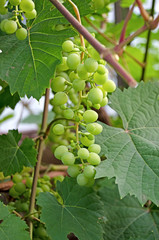 Grapevine with a bunch of grapes in summer