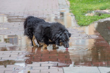 A Black Dog Drinks Water From A Puddle In A City Park_