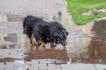 A black dog drinks water from a puddle in a city park_