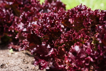 Row of bushes of red leaf lettuce in the summer garden. Natural agricultural background, cultivated plant