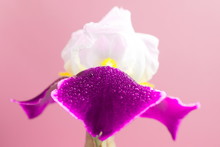 Natural Macro Background With White And Pink Iris With Water Drops On A Pink Background