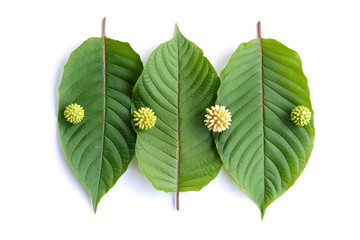 Leaves, flowers, fruits and liquid of Kratom or mitragynine on white background isolated