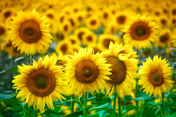 Infinite field with bright yellow blooming sunflowers, soft focus