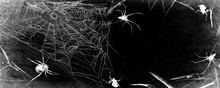 Spiderweb With Spiders Isolated On Black Grunge Background. Halloween Party Panoramic Black And White Illustration
