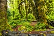 Hoh Rain Forest, Washington, United States of America, nature, landscape, background, wildlife, elk, tourism, Travel USA, North America, evergreen