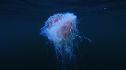 Wall Mural - jellyfish cianea capillata in sea water underwater shot