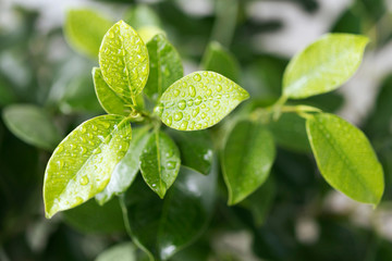 green leaves of ficus with water drops