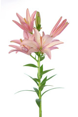 Wall Mural - lily flowers