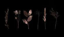 Set Of Wild Dry Pressed Flowers And Leaves, Isolated On Black. Creative Photo. Set Of Dry Herbs Stems Isolated On Black