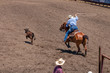 © Timothy - Calf Roping at Rodeo, A cowboy wearing a blue checked shirt and white hat swings a lasso as he chases a calf. He is in a rodeo. He rides on a roan horse. A cowboy watches.