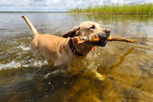 The Dog Is Played With A Stick In The Clear Water Of The Lake