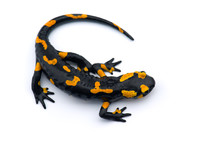 The Fire Salamander Isolated On White Background