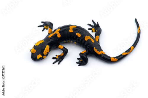 Cuadros en Lienzo The fire salamander isolated on white background