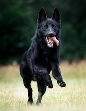 Dog Black German Shepherd Jumping On The Grass