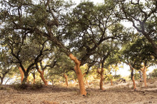 Cork Oaks In The Sierra De Huelva With The Characteristic Orange Color They Present In The Trunk After The Extraction Of The Cork At The Beginning Of Summer