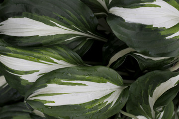  green white big plants leafs