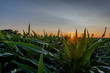 Sunset over a field of corn, leaves lit by the rays of the setting sun