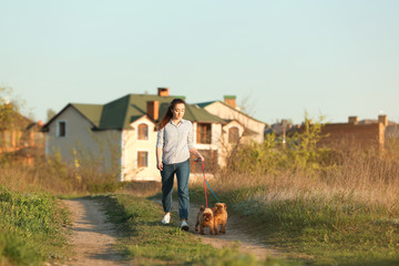 Wall Mural - Young woman walking her adorable Brussels Griffon dogs outdoors