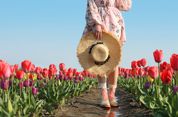 Woman in rubber boots walking across field with beautiful tulips after rain, closeup