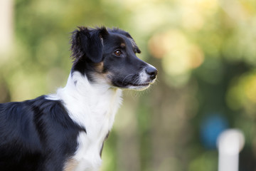 Wall Mural - Hund im Herbst boarder Collie