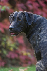 Wall Mural - Rassehund im Herbst