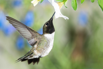 Black-Chinned Hummingbird Searching for Nectar Among the White Flowers