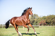 braunes schönes Pferd Warmblut mit hübscher Blesse auf der Weide, galoppiert über die Herbstliche Wiese