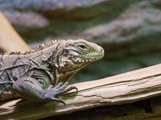 close up portrait of the face of a cuban rock iguana, tropical and vulnerable lizard specie from the coast of Cuba. Selective focus on eye.