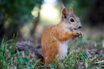 Squirrel sitting on the grass