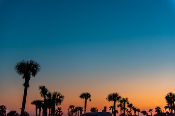 Wall Mural - Silhouette of palm trees leaves against sky in Siesta Key, Sarasota, Florida with orange blue sky in beach parking lot