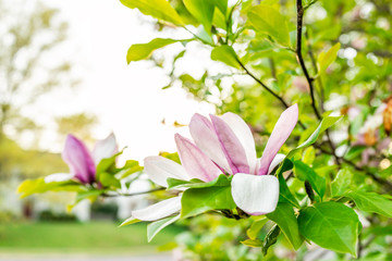 Wall Mural - Magnolia white and pink open flowers macro closeup during bright sunny day in spring in Virginia with green leaves
