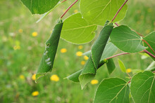 Two Leaves Curled By Leaf Roller Caterpillars