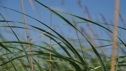 grass and sky