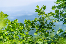 Framing View Of Shenandoah Blue Ridge Appalachian Mountains On Skyline Drive Overlook With Closeup Foreground Of Yellow Poplar Tree Leaves Branches