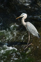 Great Blue Heron Fishing At Base Of Waterfall In Connecticut.