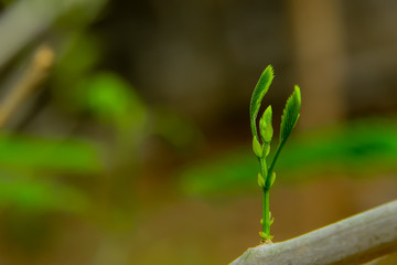 Canvas Print - Top of the acacia that was taken at a very close distance