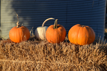 pumpkins on a hay bale at the pumpkin patch