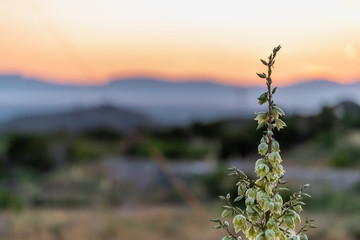 New Mexico Yucca plant flowers closeup view in La Luz with sunset and view of Organ Mountains and White Sands Dunes National Monument