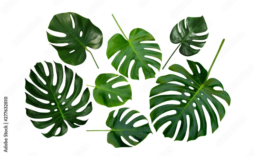 Monstera, Swiss Cheese Plant, tropical leaves, isolated on white background - obrazy, fototapety, plakaty 