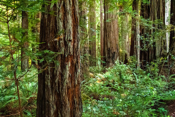 Moss on Trunk in Redwood Forest