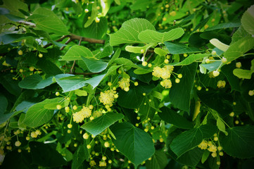 Poster - Blossoming linden tree